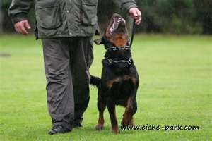 schutzhund top working dogs training manual download